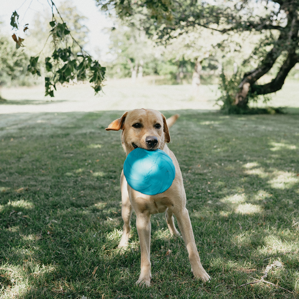 FRISBEE NATURGUMMI, FLYDENDE