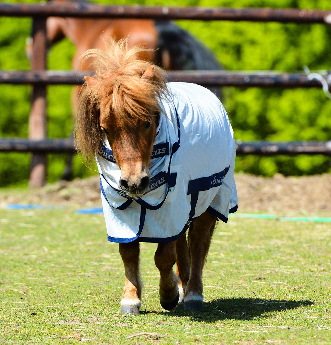 Fluedækken Freedom Fly pony Bucas
