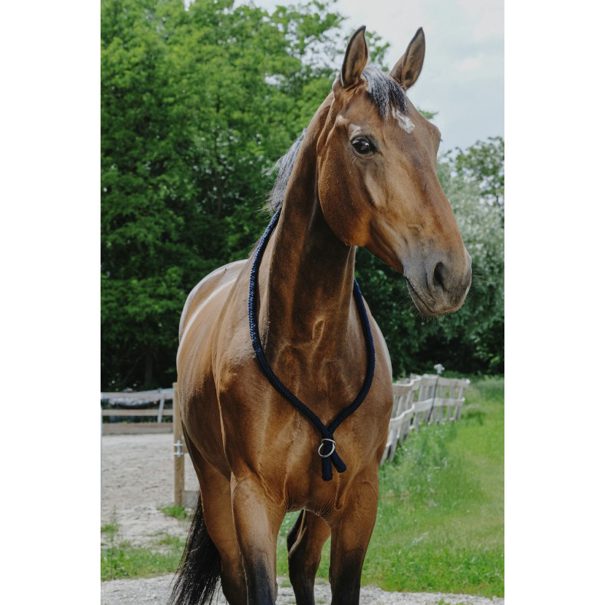 Halsring Ethological