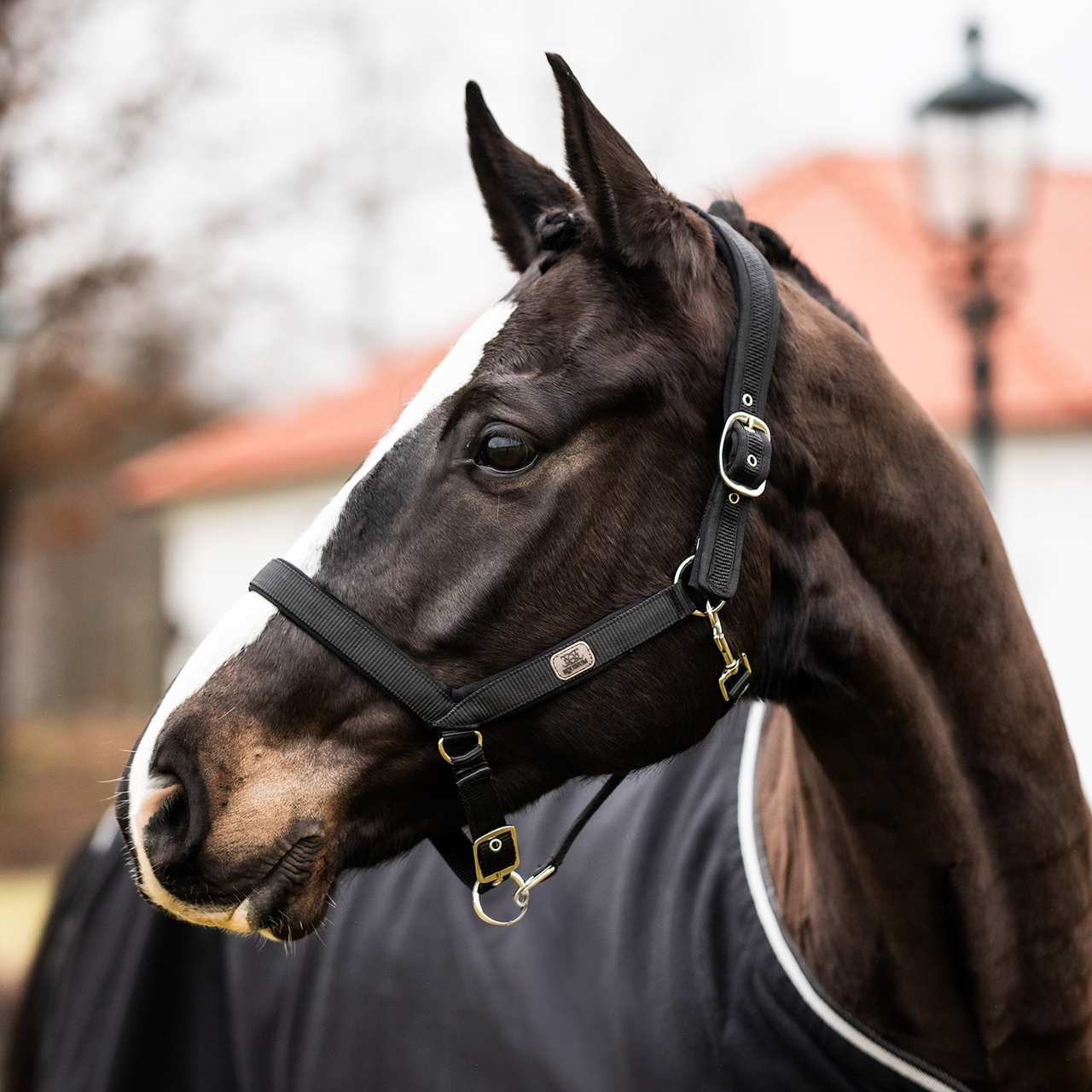 Grimma Brig Anatomisk