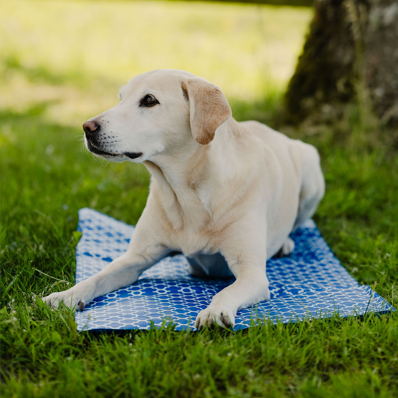 Kyldyna Active canis 40 x 50cm