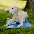 Kyldyna Active canis 40 x 50cm