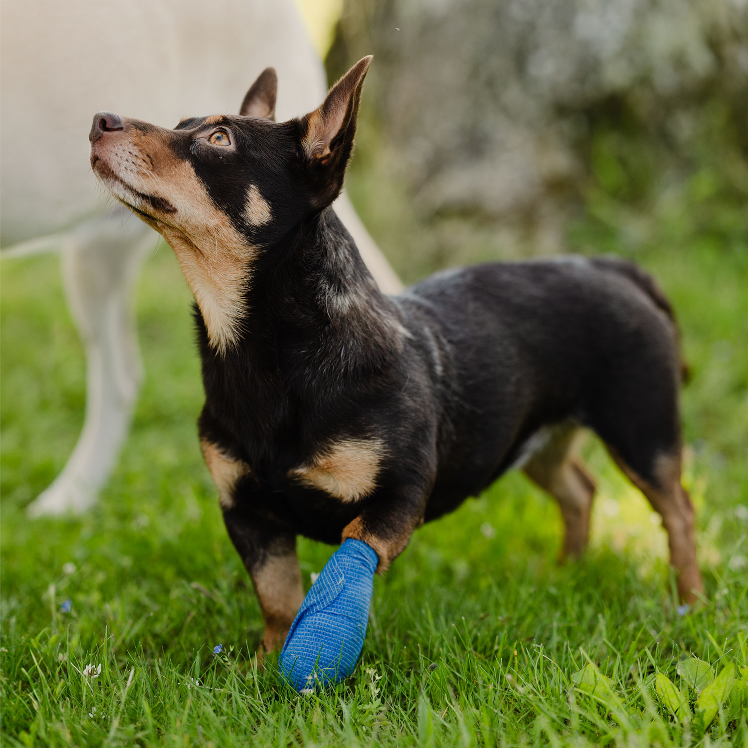 Benbandage Vet Quick Rip, 10 cm