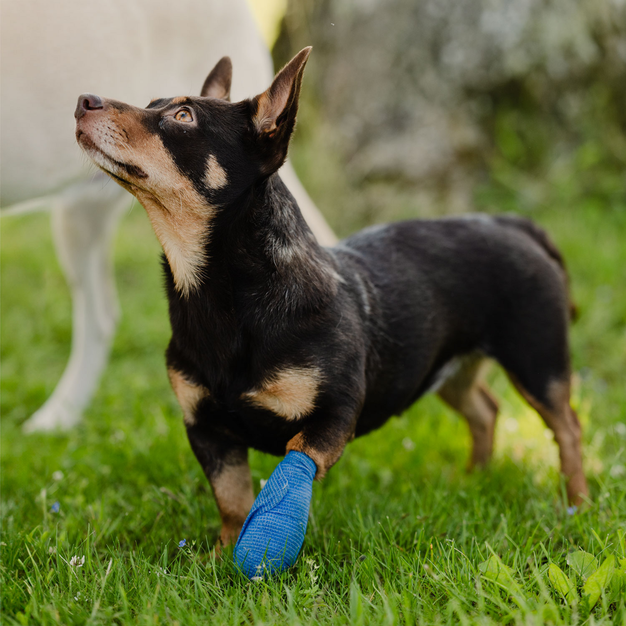 Benbandage Vet Quick Rip