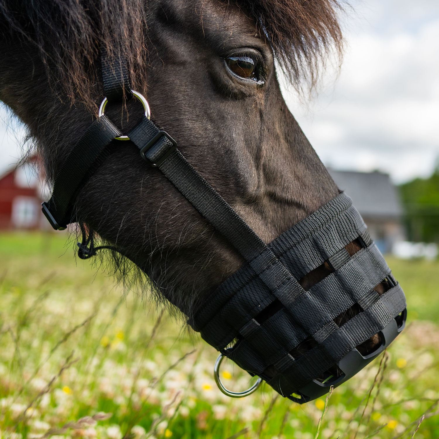 GRÆSMUNDKURV