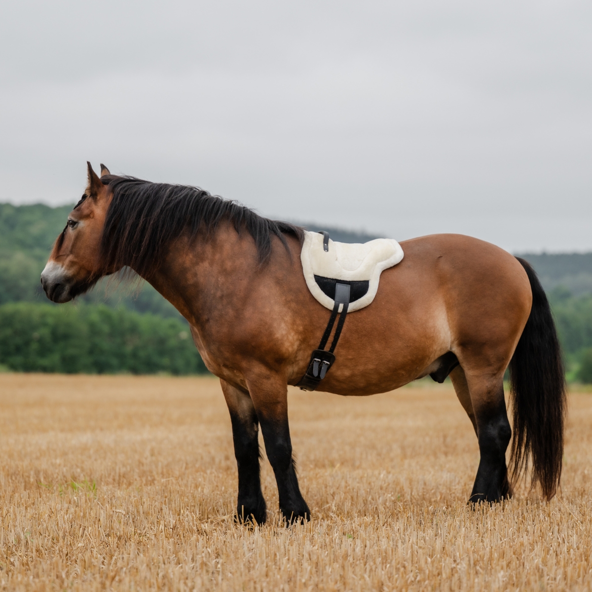 F.R.A Bareback pad Bisco