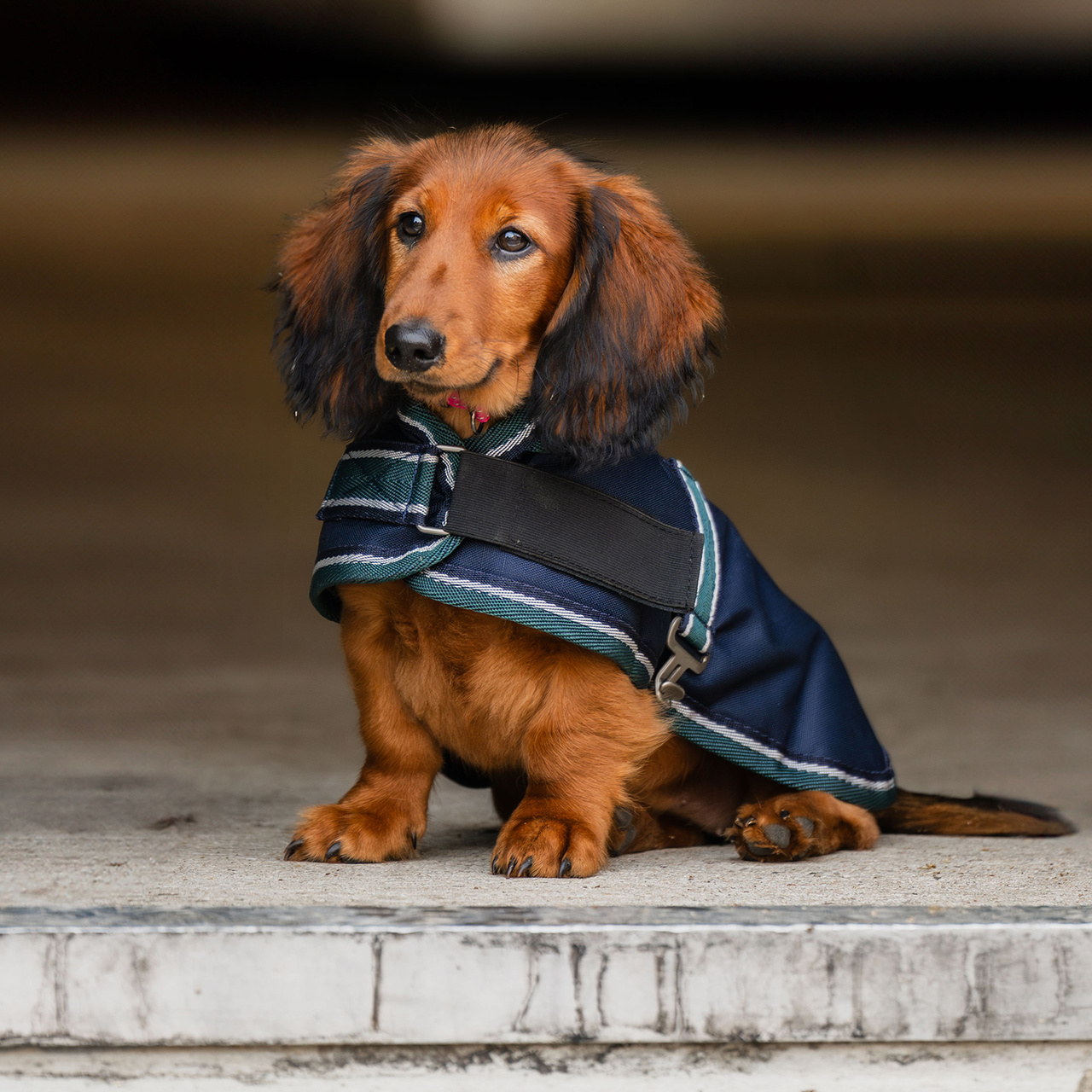 Hundedækken Calidum