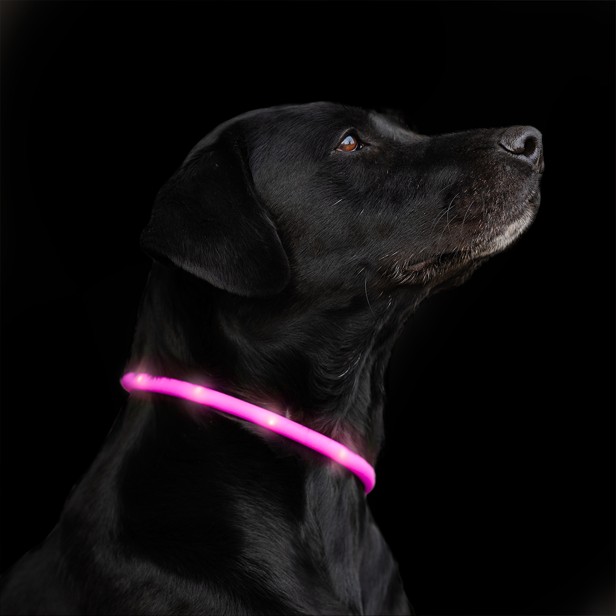 LED-Ring Hund Notice