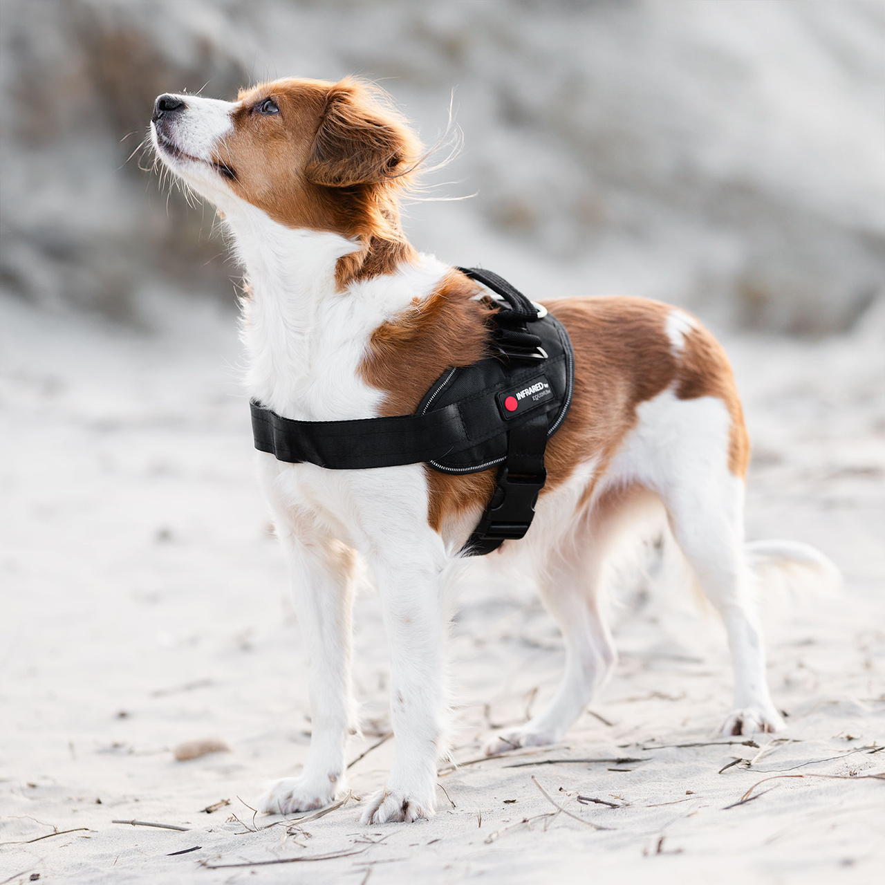 Hundsele Therapy Infra