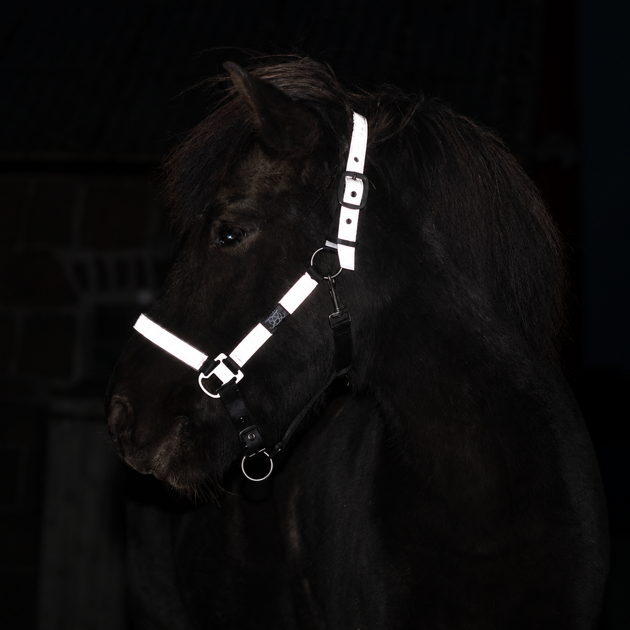 Reflex Grimma Flash